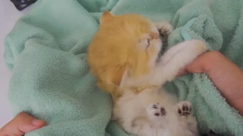kitty nice