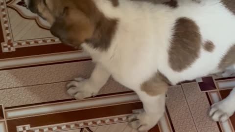 Youngest dog