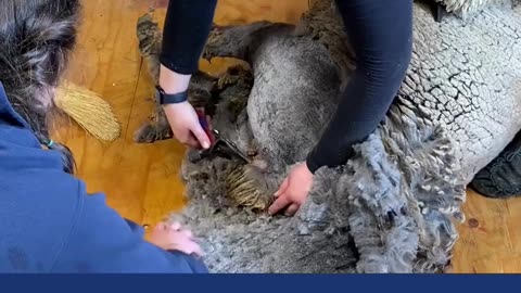 Roving for Spinning #spinningwheel #wool