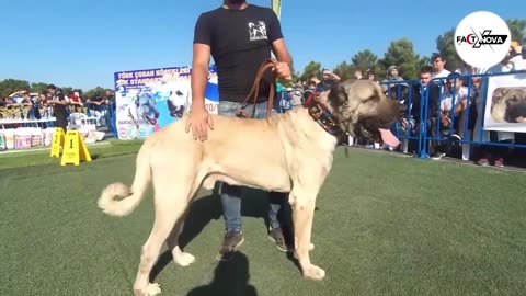 What Happens When A Kangal Meets A Wolf? #kangal #wolf #dog