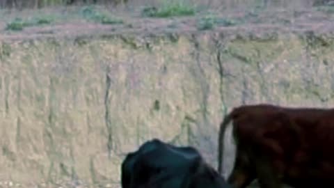 How Texas Flood Affecting Animals? #texasflood