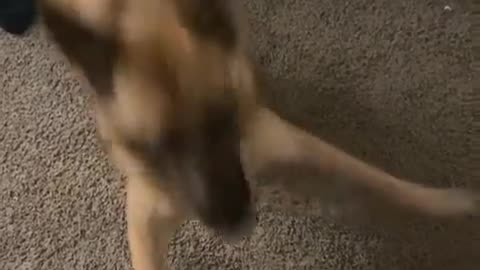 🤣🐶 The Most Excited Pup EVER! Wait For His Reaction | FunFM