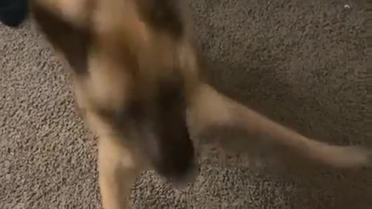 🤣🐶 The Most Excited Pup EVER! Wait For His Reaction | FunFM