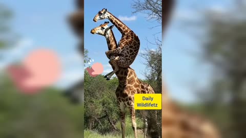 Funny Zebra