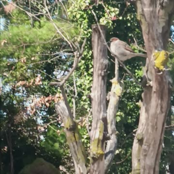 Mockingbird or sparrow.