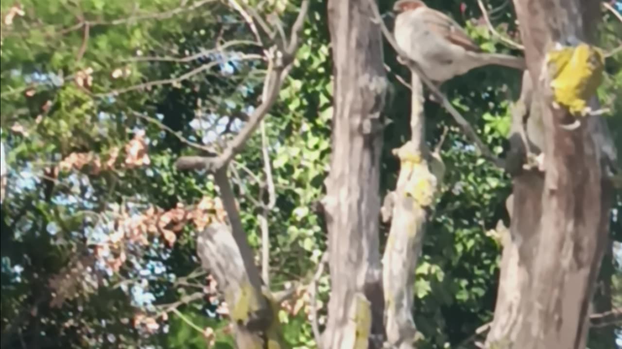Mockingbird or sparrow.