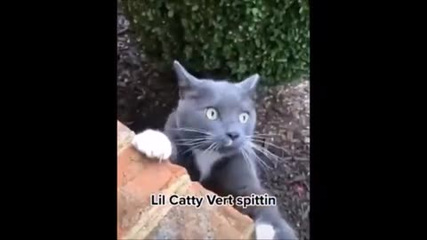 funny video