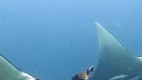 🤯✨ Turtle Slaps Manta Ray! Unbelievable Animal Behavior | FeedMyCuriosity