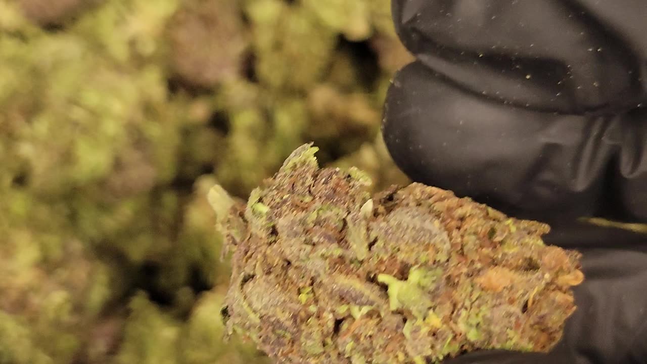 Purple Ice Pop THC Flower