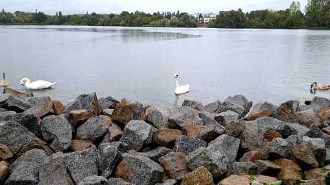 The Mute Swans in the Bagger Lake located in Biesdorf, Berlin, Germany!