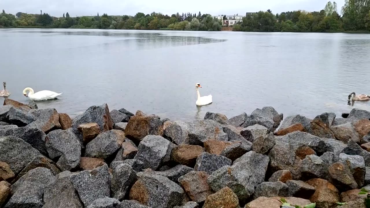 The Mute Swans in the Bagger Lake located in Biesdorf, Berlin, Germany!