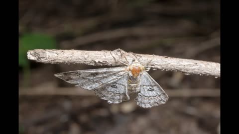 Lord Winter - Moth