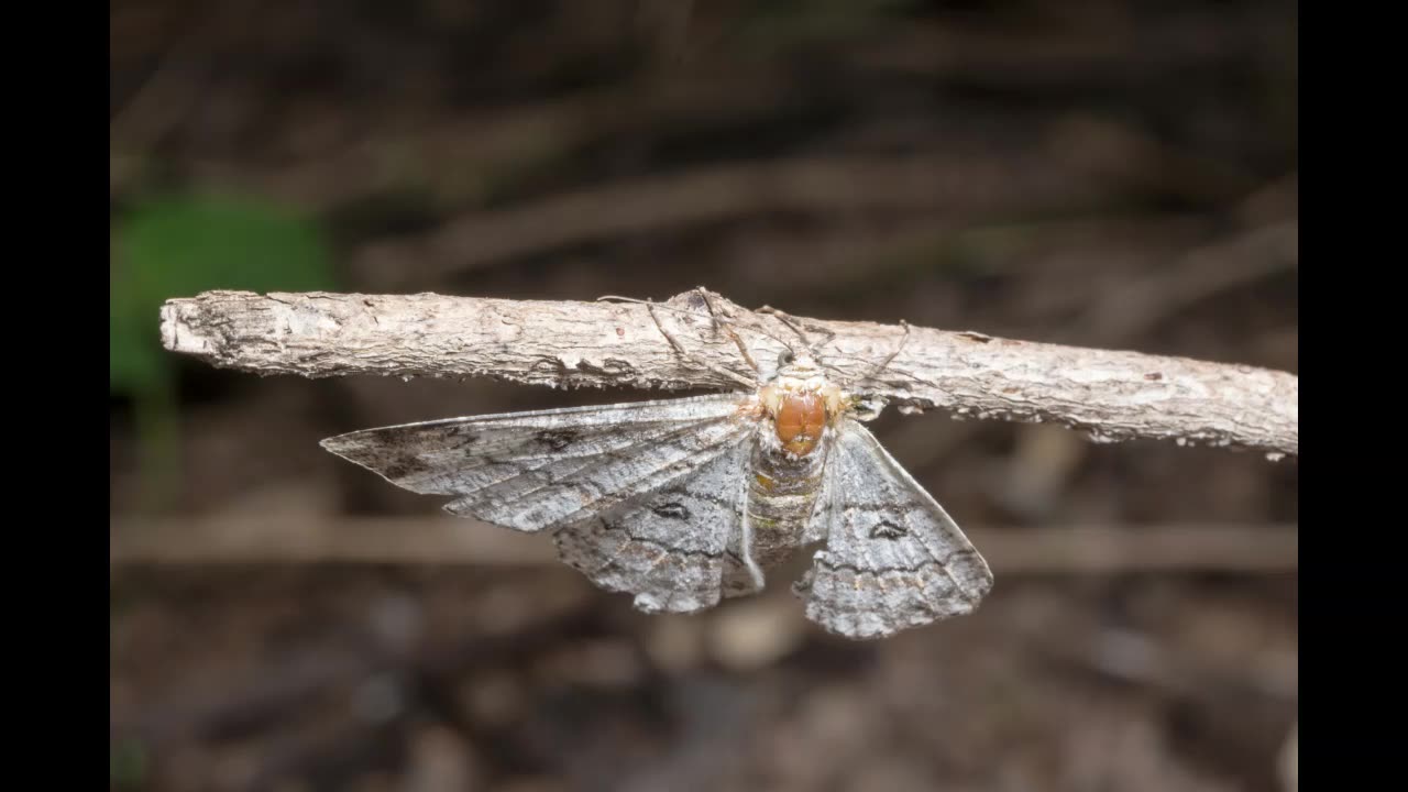 Lord Winter - Moth
