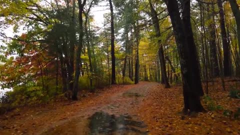 Rainy Autumn Forest Walk 🌧️