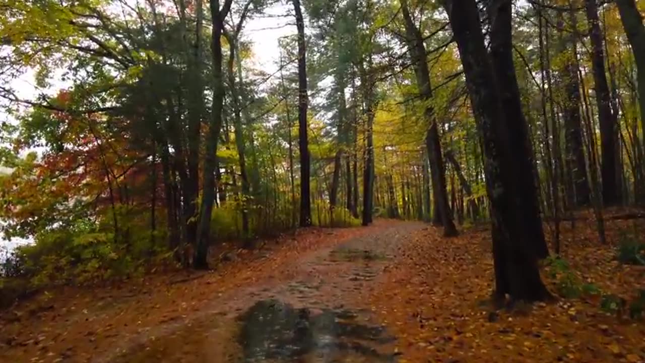 Rainy Autumn Forest Walk 🌧️