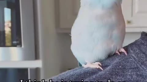 Parrots Imitate EVERYTHING! 🦜😂 Funniest Bird Compilation