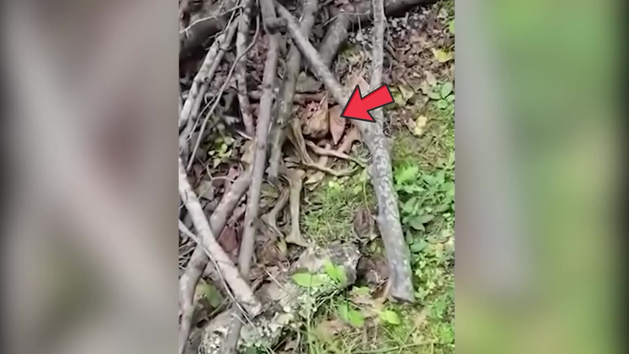 Soldiers Caught A Monster Near Area 51, It Turned Out To Be One Of Them!