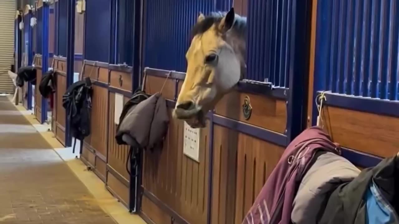 Funny SHort Video