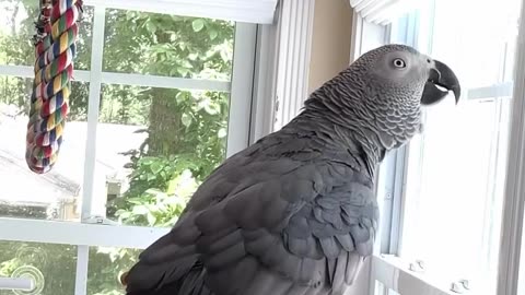Parrot wants vodka 😂