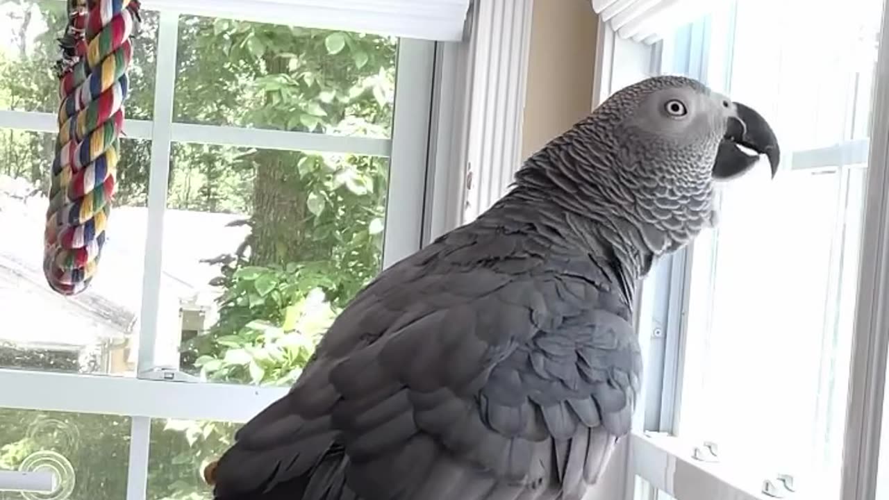 Parrot wants vodka 😂