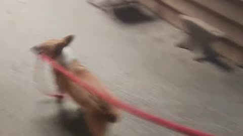 Helpful Corgi at the Barn