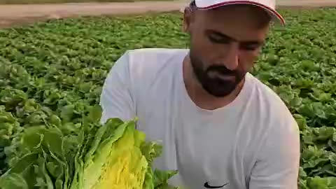 Agricultural product in Iran