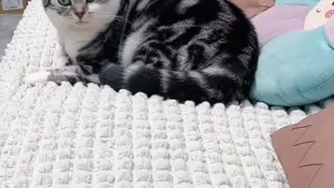 Funny cats 😺 video🤣🤣🤣 super