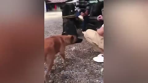 Funny Cats and Dogs Videos 😻🐶