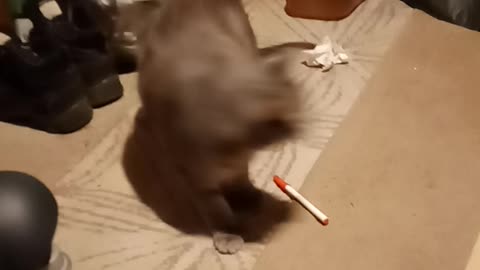 Piper the polydactyl cat