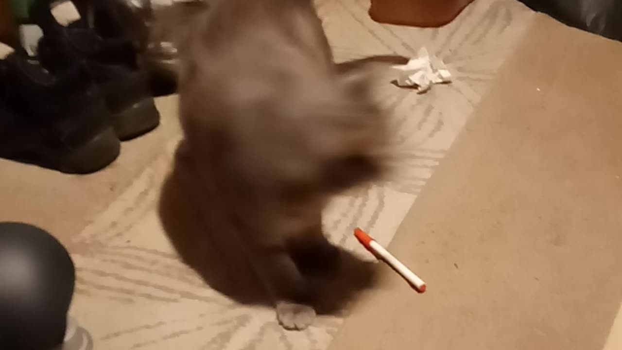 Piper the polydactyl cat