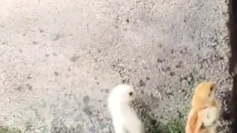 😍😍😘🔥 😍💦 FUNNY Animals and pet's💕😘 😘🔥 💕😘 😍💦 💦