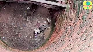 Incredible: Dog Falls In Well And Needs A Whole Team Of Rescuers To Get Out | Do