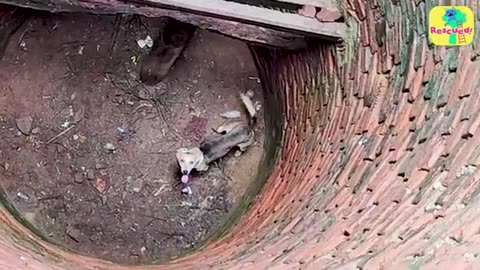 Incredible: Dog Falls In Well And Needs A Whole Team Of Rescuers To Get Out | Do