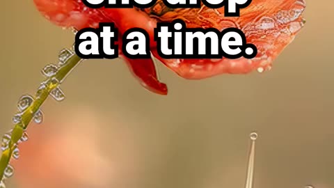 Lotty greets the day one drop at a time #relaxationmusic #positiveenergy #motivation