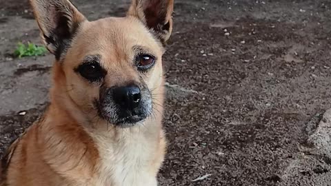 Remaining dog, abused by dog walkers in a cemetery.