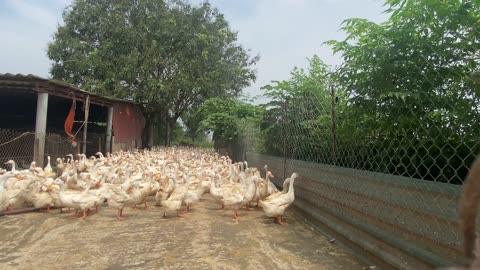 Peaceful Duck Walk in Vietnamese Countryside | Relaxing Rural Life