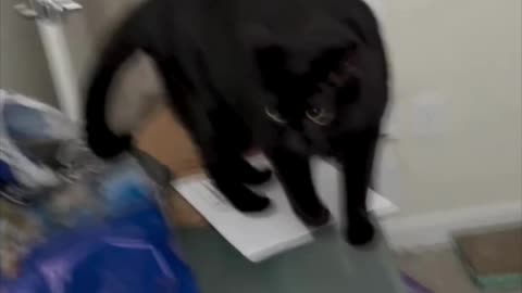 Cute Precious Piper Inspects the Desk - My Adopted Shelter Cat Vlog #shorts