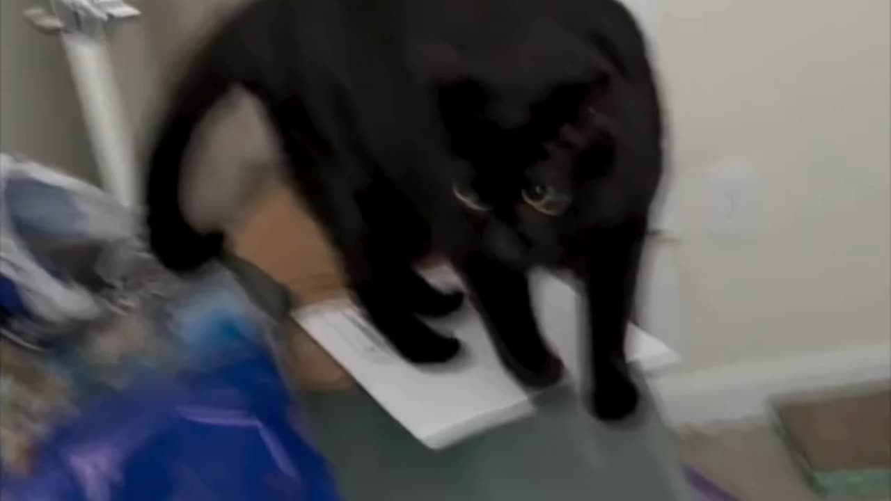 Cute Precious Piper Inspects the Desk - My Adopted Shelter Cat Vlog #shorts