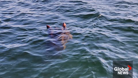 Possible Ogopogo Sighting – But Look Closer… 🐺👀