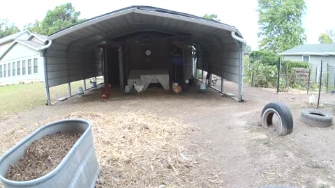 The Hens Doing Their Thing!