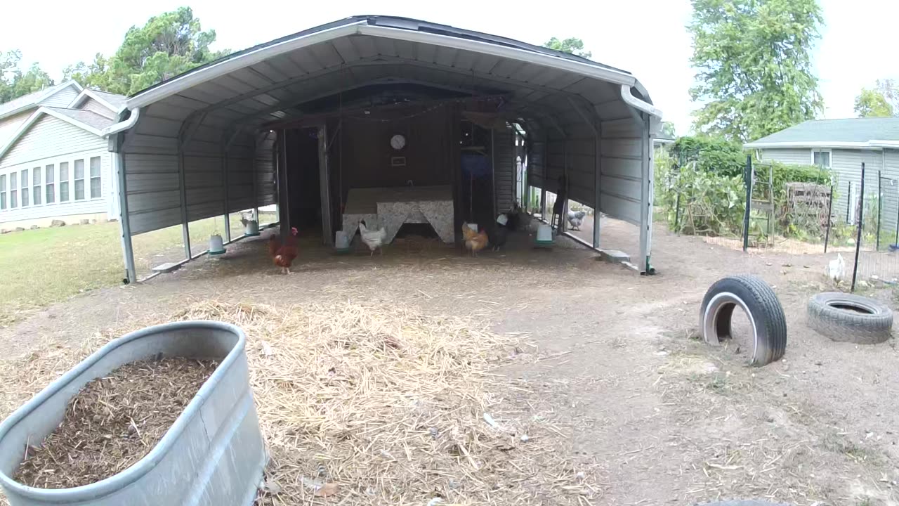 The Hens Doing Their Thing!