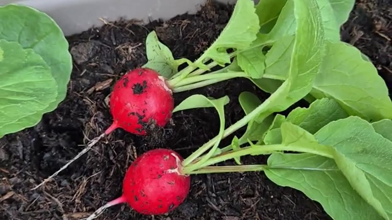 first harvest of my radishes