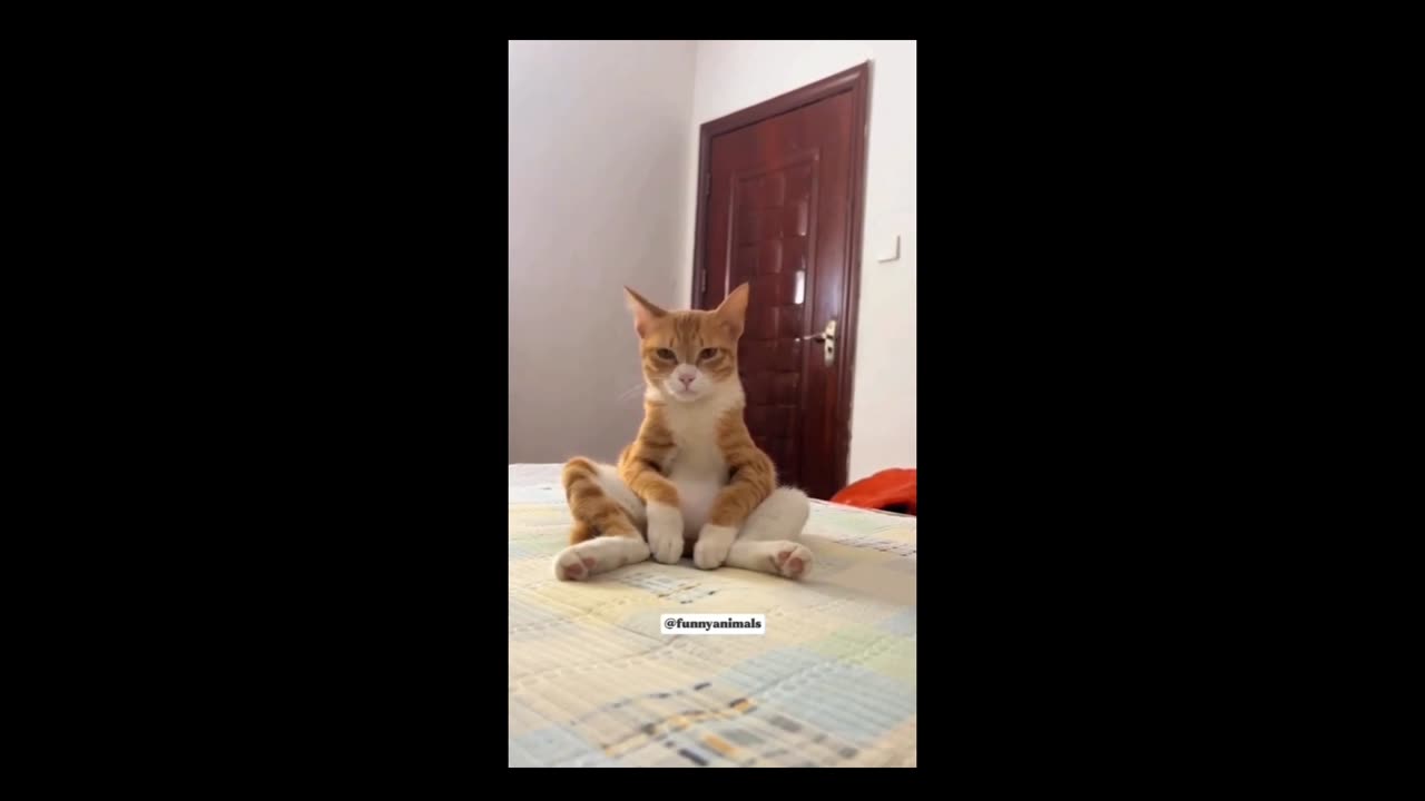 Breaking Mews: America’s Funniest Cat Moments!