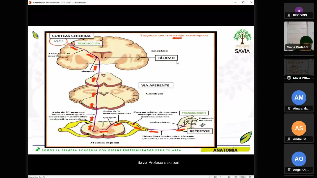 SAVIA SEMIANUAL 2024 | Semana 17 | Anatomía
