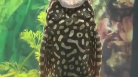 Opera singer fish