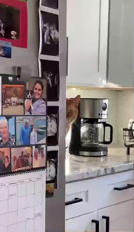 I see Cats everywhere watching me