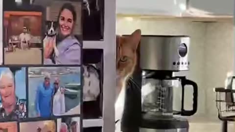 I see Cats everywhere watching me