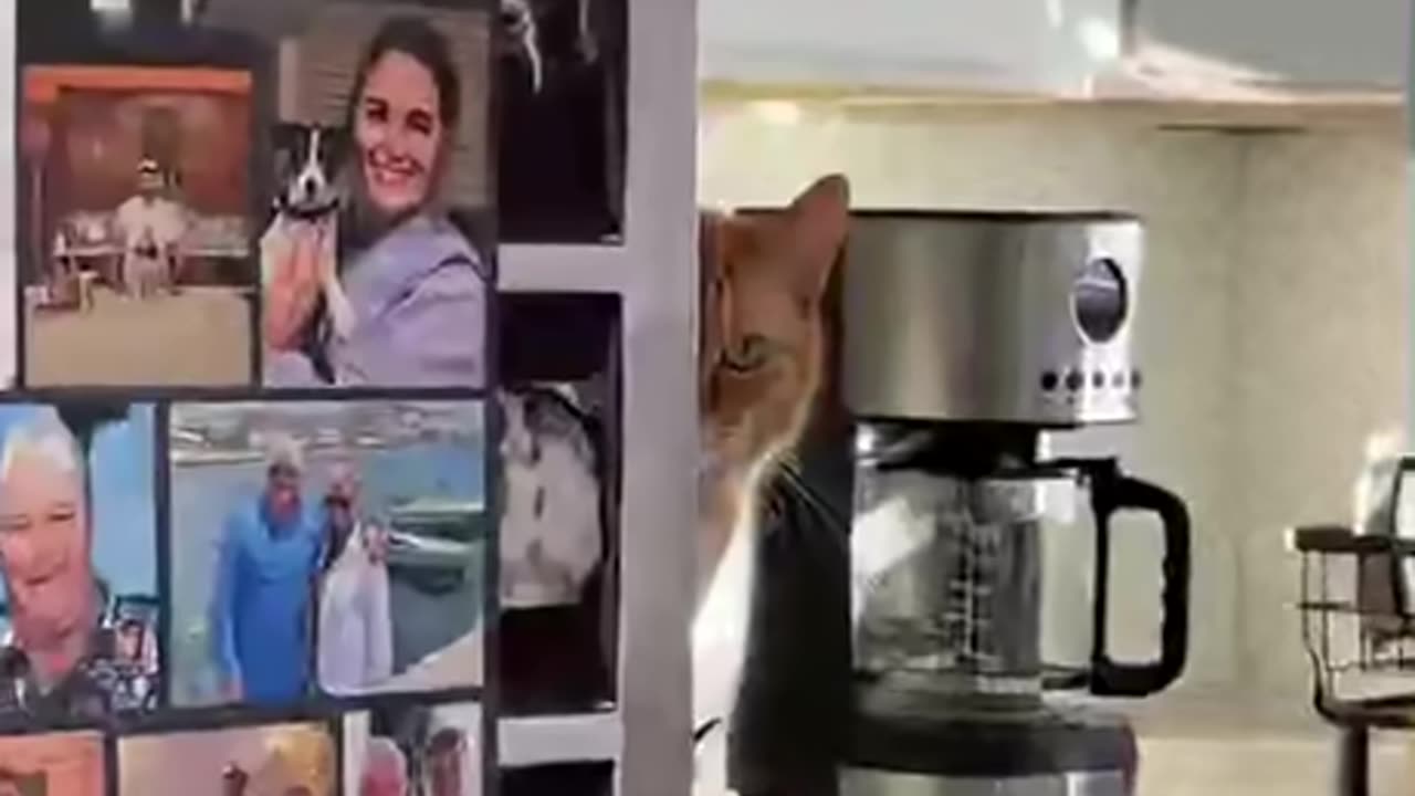 I see Cats everywhere watching me