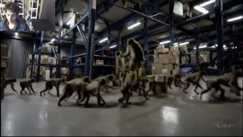 Over 10 Monkeys Roam Around A Warehouse Fake Funny Parody Video