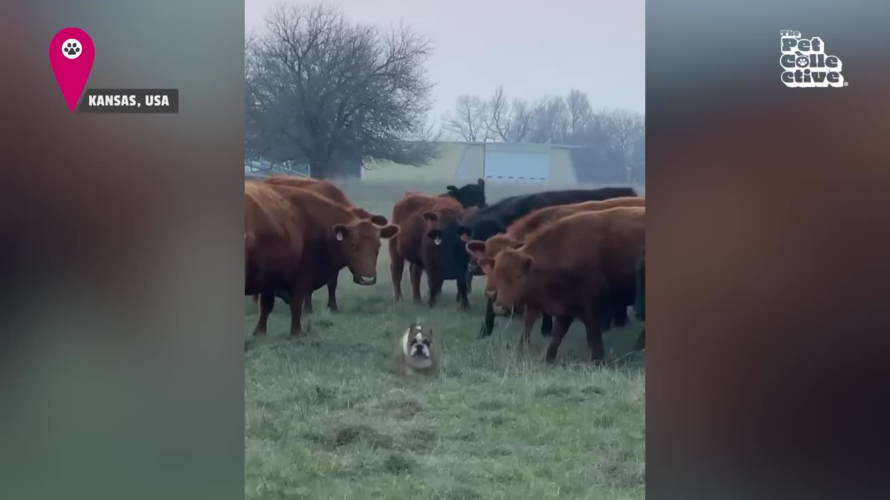 Cute Animal Show